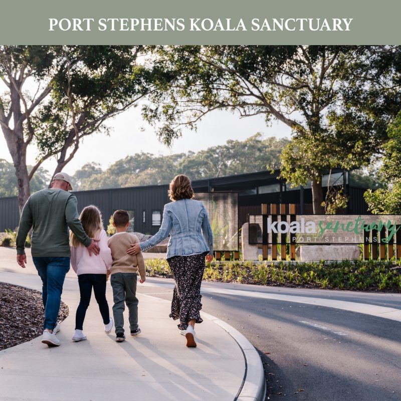 Our Work | Port Stephens Koalas